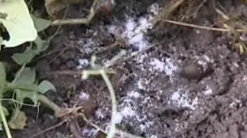 Někteří zahrádkáři slimáky likvidují solí