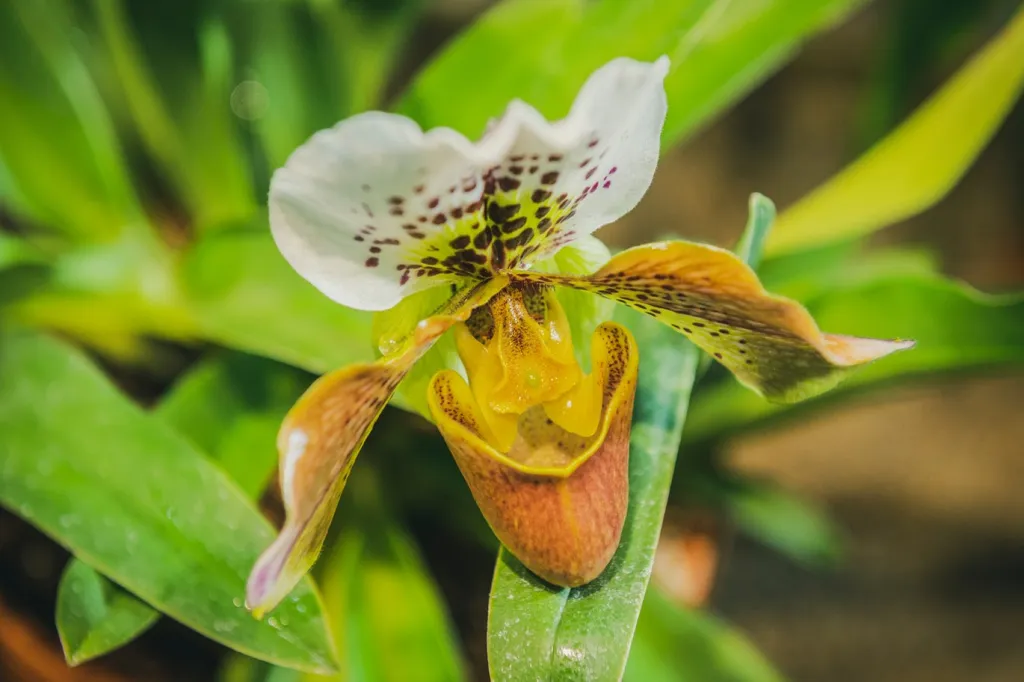 V těchto dnech v botanické zahradě v Liberci kvetou vzácné orchideje