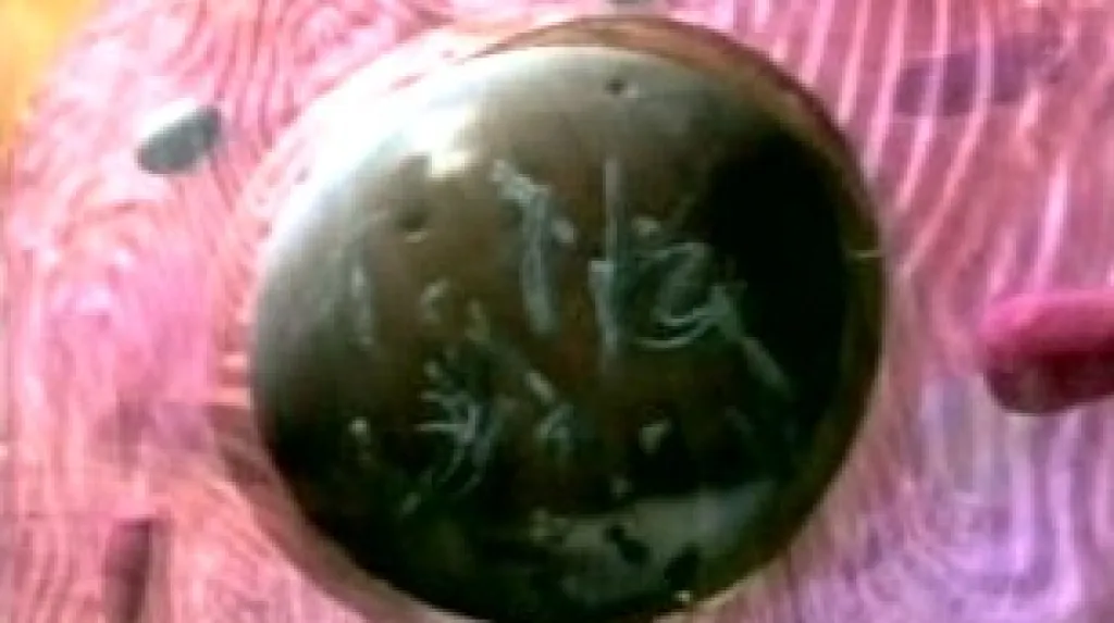 Buňka