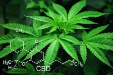 Užívání silných odrůd marihuany je spojené se vznikem psychóz, varuje časopis Lancet