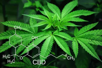 Marihuana nesnižuje dopady užívání tvrdých drog. Ukázal to výzkum, který trval dvacet let