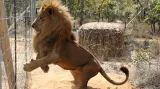 Návrat lvů do Afriky