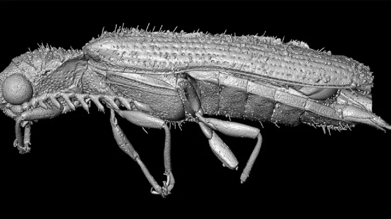 Mikro-CT rekonstrukce kovaříka Baltelater bipectinatus z baltského jantaru
