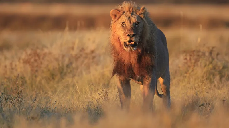 Lvi v přirozeném prostředí