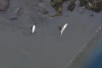 Za úhyn ryb v Odře může nedostatek kyslíku, potvrdila inspekce