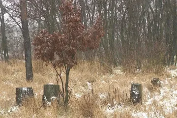 Stát rozdává pokuty za nezalesněné mýtiny