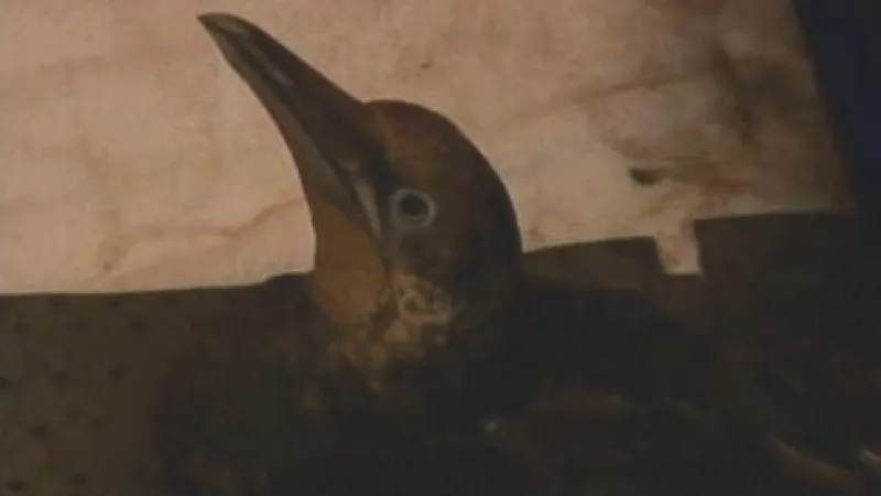 Terej bílý zasažený ropou