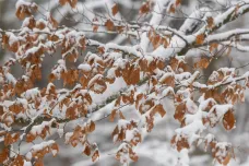 Do Česka dorazilo první podzimní sněžení. Vločky budou padat i další dny