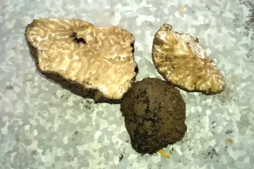 Lanýžová záhada v Brně. Objevili je v záhonech botanické zahrady