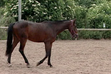 Kůň století Železník by oslavil narozeniny