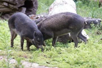 Prasata dokážou používat nástroje, překvapilo vědce 