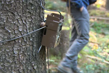 Odchytu medvěda pomůžou fotopasti. Šelma už zabila asi třicet ovcí
