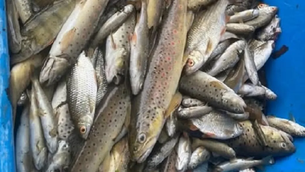 Uhynulé ryby z Jáchymovského potoka