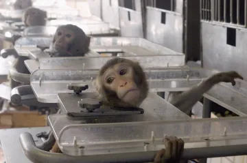 Německé automobilky testovaly škodlivost emisí na opicích i lidech, dokazují média