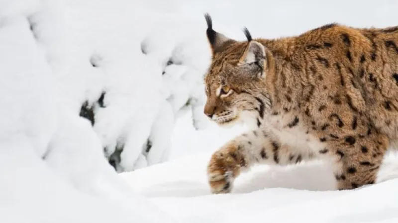 Úbytek zvířat na Zemi je alarmující