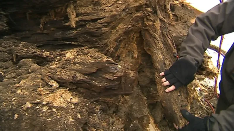 Ztrouchnivělá lípa