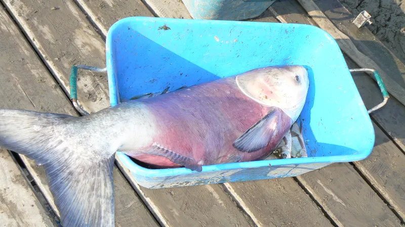 Rybáři vylovují Plumlovskou přehradu