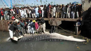 Žralok obrovský vylovený v Karáčí