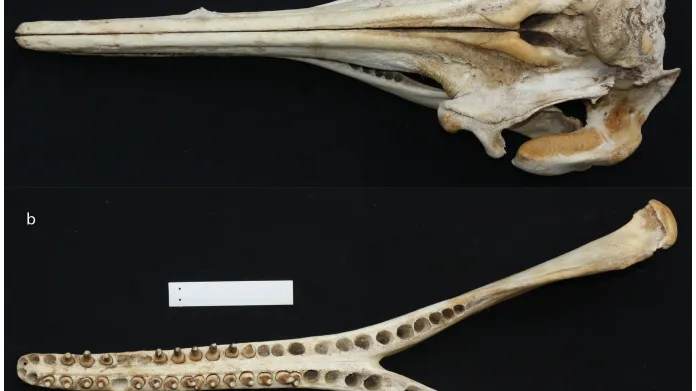 Lebka delfínovce araguaiského