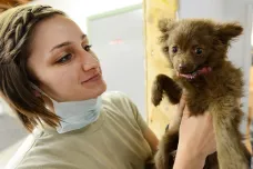 „Odsuzují své psy k smrti.“ Odpírači očkování se zaměřili i na domácí zvířata