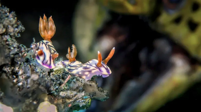 Nejlepší podvodní snímky: Výrazné talenty