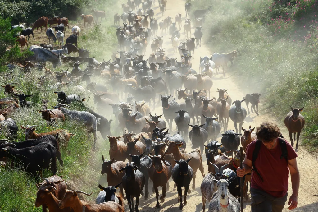 Za doprovodu symfonie zvonů klusá zhruba tři sta koz po cestě v severovýchodní části Španělska v Katalánsku. Zvířata se každou chvíli zastavují, aby s chutí okusovala suché keře lemující okraj lesa