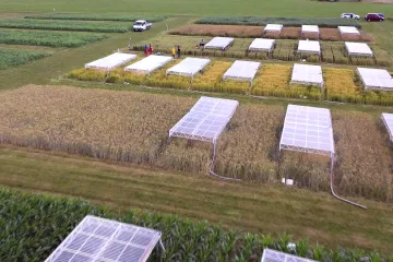 Rostliny ve stresu. Vědci zkoumají, jak ztížené podmínky ovlivňují zemědělské plodiny