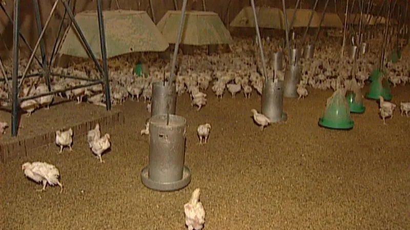 Kur domácí ve velkochovu