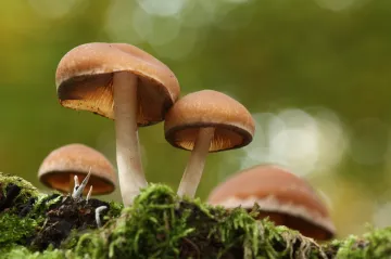 Mykologové na Přerovsku objevili unikátní houbu, zatím nemá název