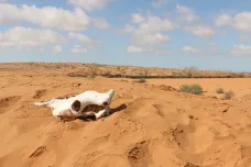 Saharský prach může mít negativní dopad na zdraví. Lidský organismus má ale účinnou obranu