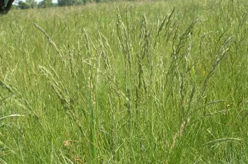 Olomoučtí vědci pracují na odolnějších travách. Usnadní šlechtění a adaptaci na změnu klimatu