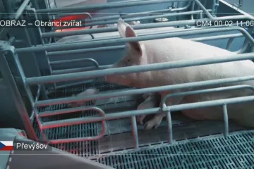 Žádná sláma ani prostor se otočit. Aktivisté ukázali podmínky prasat v chovech