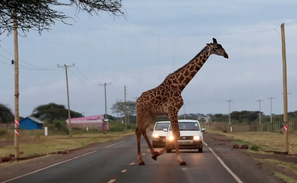Žirafa prochází přes silnici, kde jí hrozí kontakt s elektrickým vedením. Komunikaci na několika místech protínají migrační cesty divoké zvěře, které spojují národní park Amboseli s chráněnými oblastmi Chyulu Hills a Tsavo v Keni