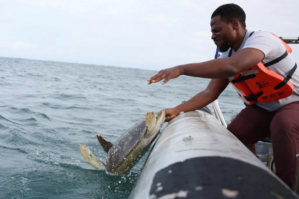 Přesný počet želv není znám a zdroje pro monitorování jsou nedostatečné