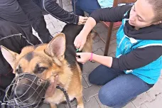 Dobrovolníci v Brně očkovali psy bezdomovců
