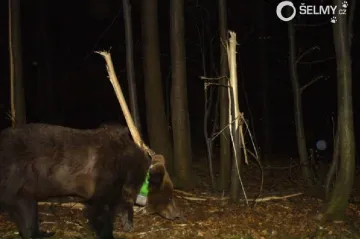 Medvědice Ema se zbavila sledovacího obojku. Poslední stopu zanechala na Slovensku
