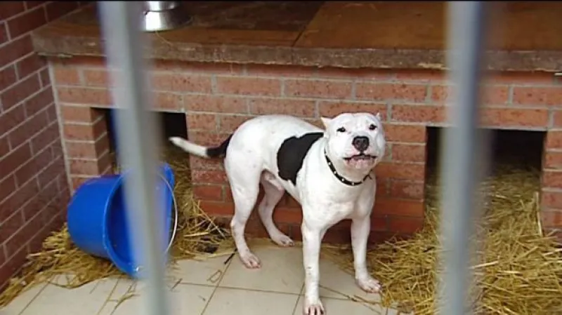 Horizont ČT24 ke slovenské novele zákona o chovu psů