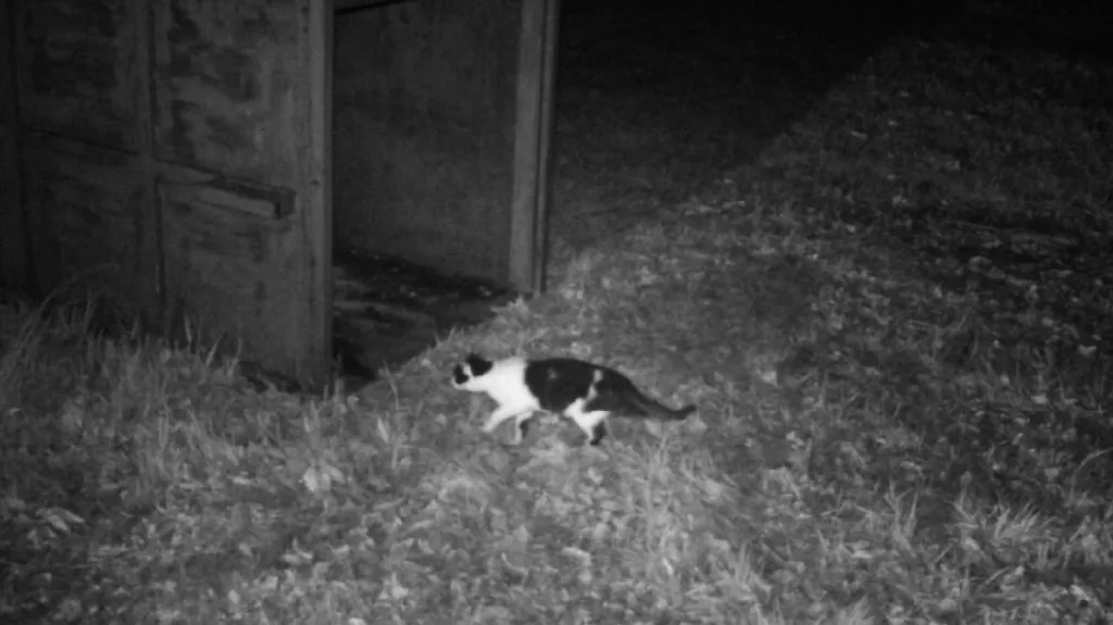 Fotopast u odchytové klece zachytila jen kočku