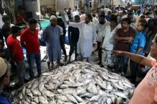 Hilsa zaplavila trhy. O bangladéšskou národní rybu není zájem