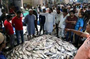 Hilsa zaplavila trhy. O bangladéšskou národní rybu není zájem
