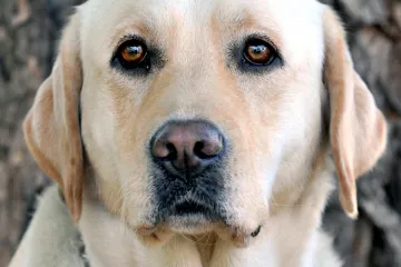 Alma pohladí po duši