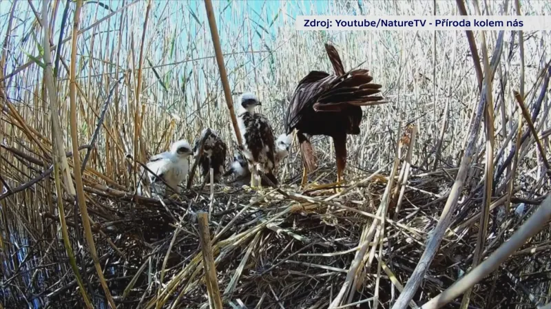 Hnízdo motáka pochopa