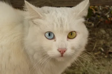 Kočky se šířily světem na palubách vikinských lodí, prokázala analýza jejich DNA