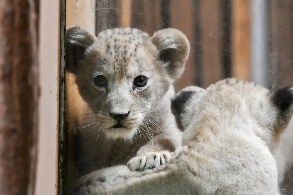Návštěvníci plzeňské zoo brzy uvidí tři lví samičky a jednoho samečka