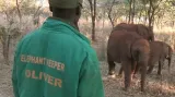 Sloní sirotčinec zachraňuje potomky obětí pytláků