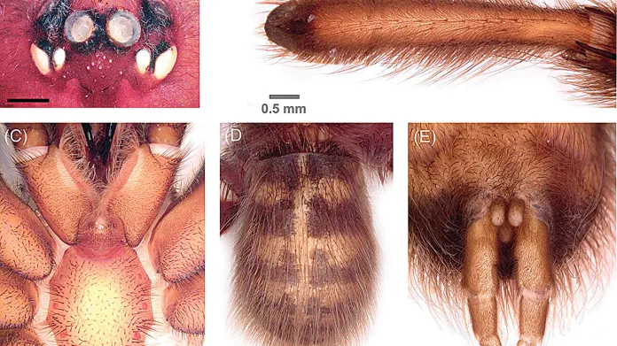 Trichopelma grande