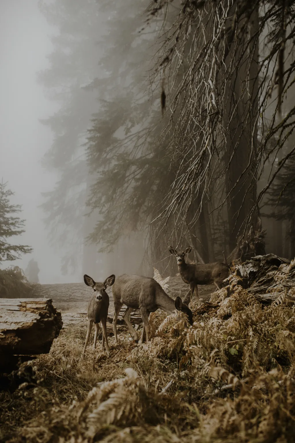 Vítěz v Open kategorii Divočina. Setkání s jeleny v mlze v Národním parku Sequoia v Kalifornii.
