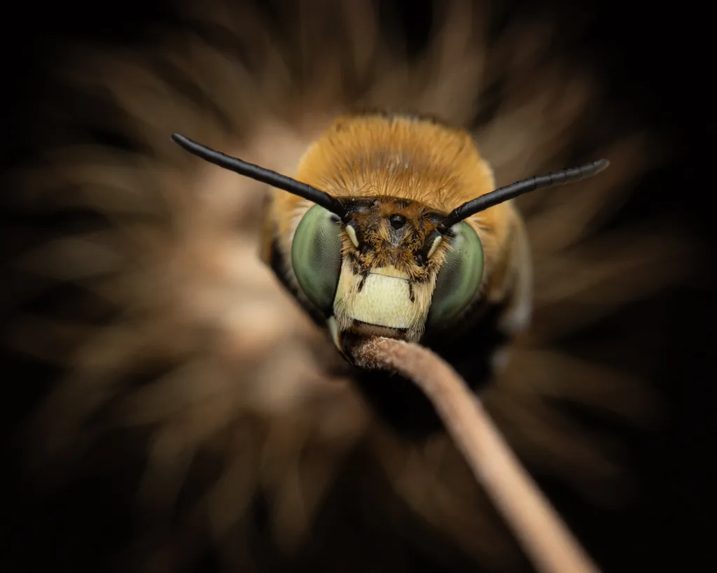 3. místo v kategorii Bezobratlý portrét