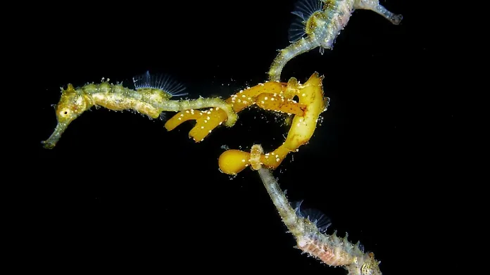 Makrofotografie bez zrcadlovky, 1.místo: 3 Baby Seahorses" Big-belly Seahorse (Hippocampus abdominalis) - Steven Walsh