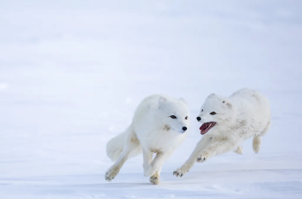 V divočině jižního Norska bojují ohrožené polární lišky o dostatek potravy